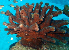 Pocillopora grandis