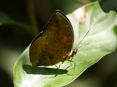 Bebearia plistonax
