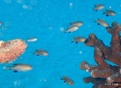 Pycnochromis vanderbilti