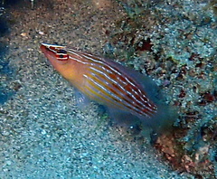 Pseudocheilinus octotaenia
