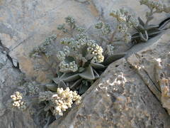 Lenophyllum guttatum