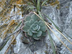 Echeveria simulans