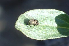 Agromyzinae