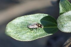 Agromyzinae