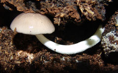 Bolbitius reticulatus