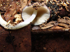 Bolbitius reticulatus