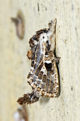 Metarbelidae