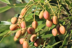 Aceituno