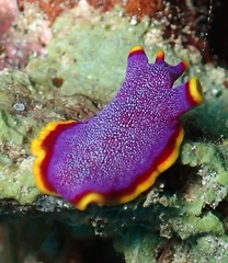 Pseudoceros ferrugineus