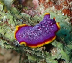 Pseudoceros ferrugineus