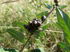 Orsilochides stictica
