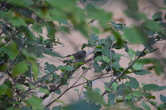 Junco hyemalis image