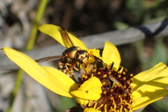 Euodynerus hidalgo viereckii