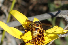 Euodynerus hidalgo viereckii