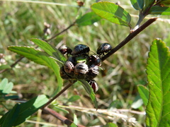Orsilochides stictica
