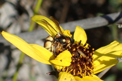 Euodynerus hidalgo viereckii