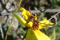 Euodynerus hidalgo viereckii