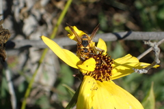 Euodynerus hidalgo viereckii