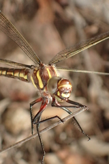 Notoaeschna sagittata