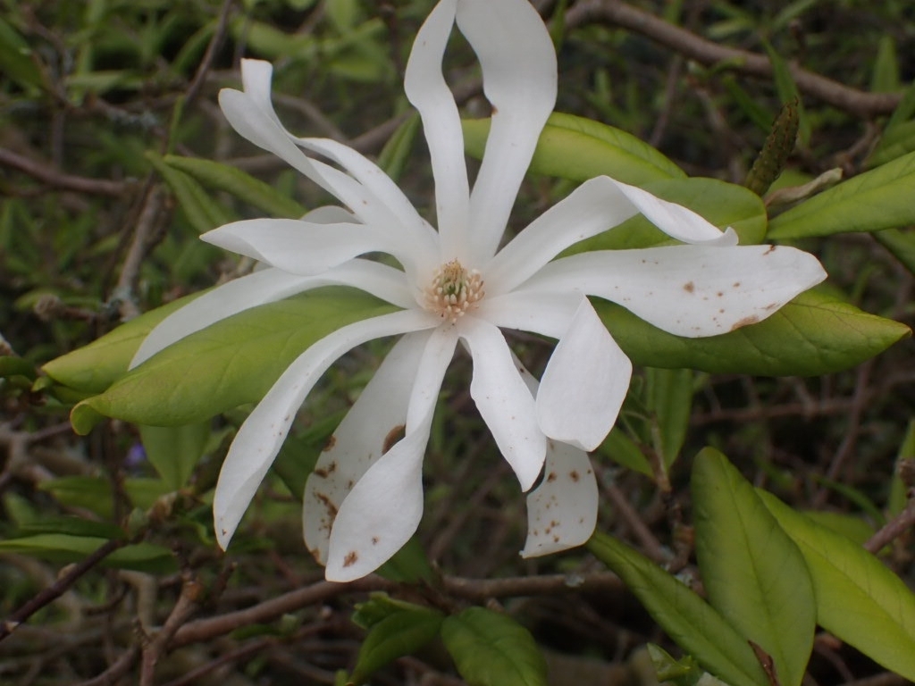 Magnolia stellata, Portland Building, University of Nottingham Students' Union, School of Mathematical Scieces, University Park, Nottingham NG7 2RD, UK