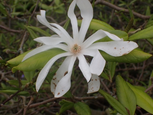 star magnolia (Magnolia stellata)