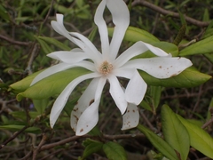 Magnolia stellata