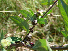 Orsilochides stictica