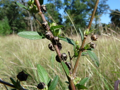 Orsilochides stictica
