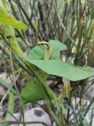 Image of Aristolochia lutea by (c) Ljaž, some rights reserved (CC BY)