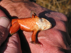 Oregon Spotted Frog photo 4