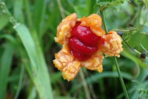 Momordica balsamina