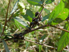 Orsilochides stictica