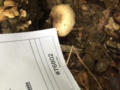 Hygrophorus occidentalis