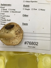 Hygrophorus occidentalis