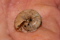 Thalassohelix igniflua