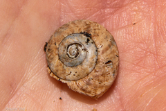 Thalassohelix igniflua