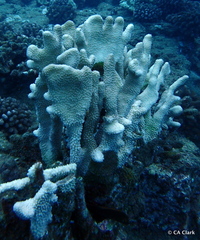 Pocillopora grandis