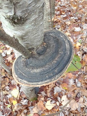 Phellinus nigricans
