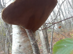 Phellinus nigricans