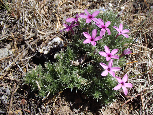 Phlox douglasii Hook.