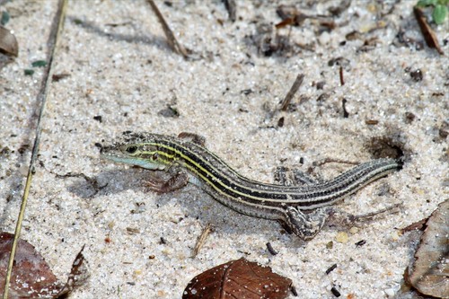 Six-lined Racerunner