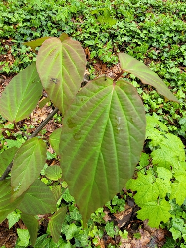 Image of Viburnum setigerum by (c) Zihao Wang, some rights reserved (CC BY)
