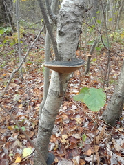 Phellinus nigricans