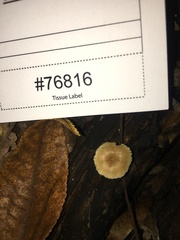 Lentinellus subaustralis