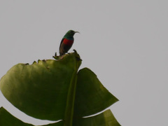 Cinnyris chloropygius