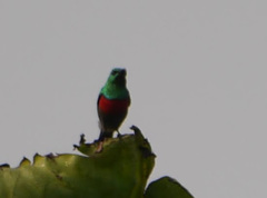 Cinnyris chloropygius