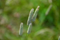 Phleum pratense pratense