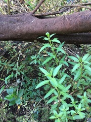 Haloragis erecta erecta