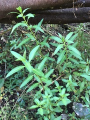 Haloragis erecta erecta