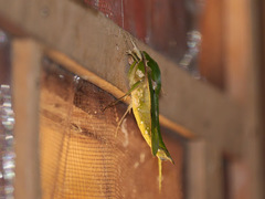 Euchloron megaera